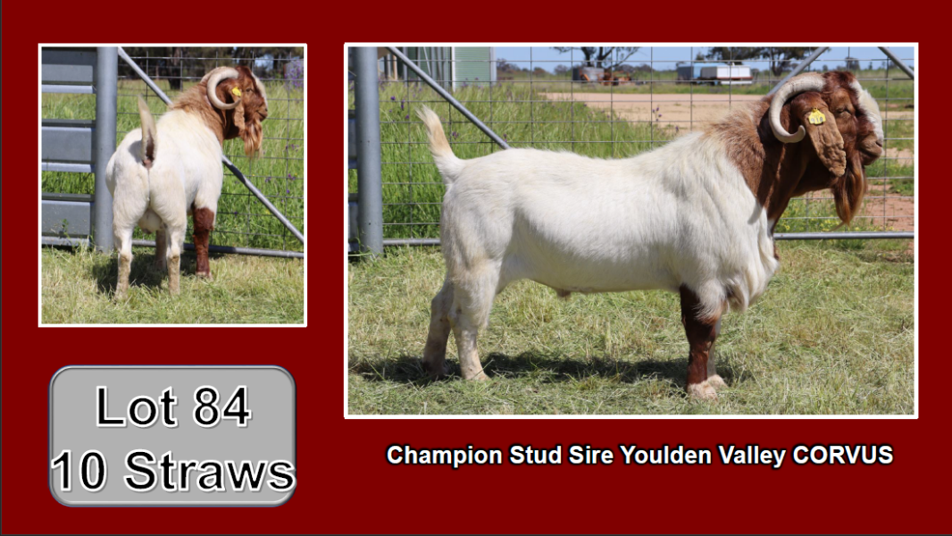 Lot 84 SEMEN P6 10 x Straws AuctionsPlus