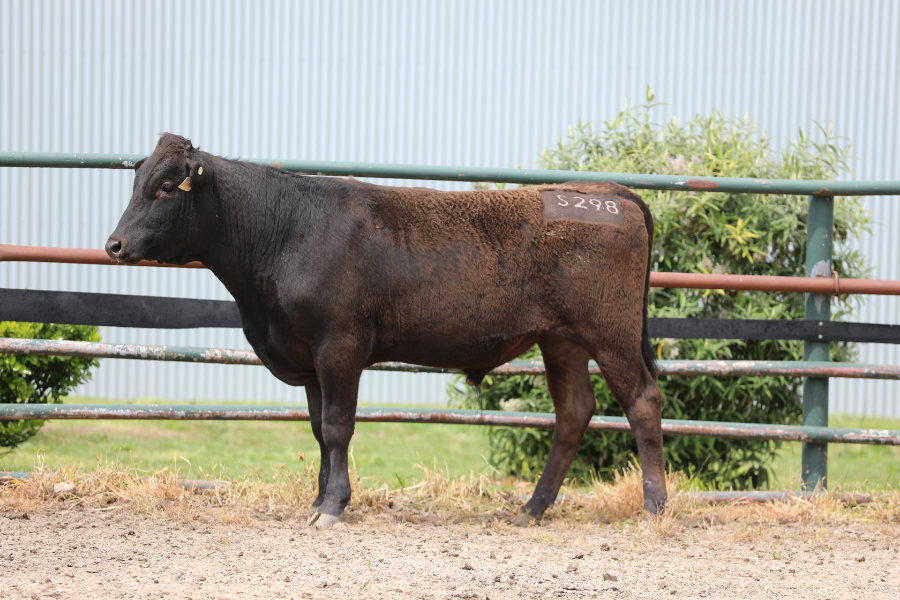 Lot 18 - LONGFORD S0298 (AI) | AuctionsPlus