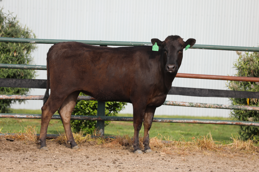 Lot 33 - LONGFORD R0378 (AI) | AuctionsPlus
