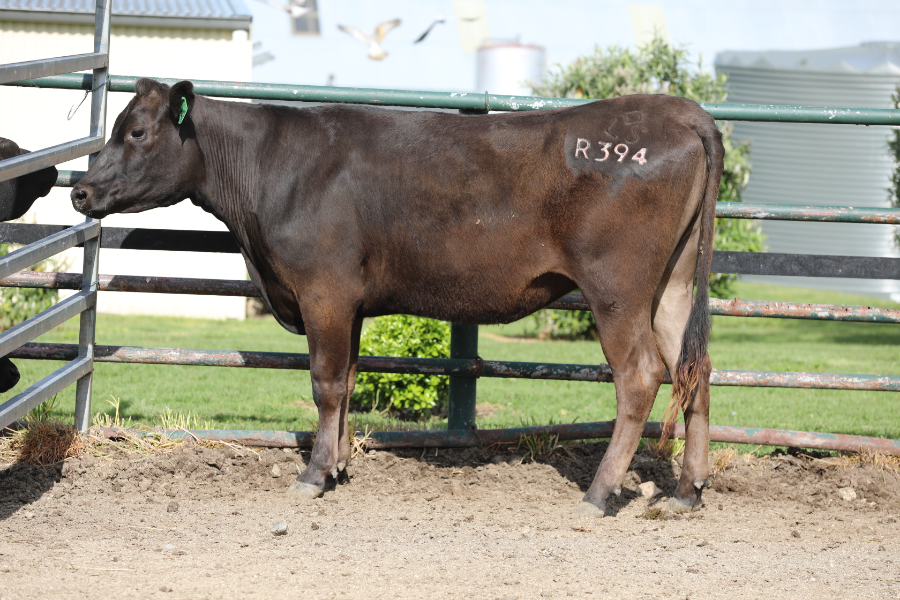 Lot 34 - LONGFORD R0394 (AI) | AuctionsPlus