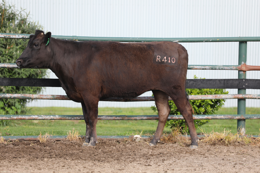 Lot 35 - LONGFORD R0410 (AI) | AuctionsPlus