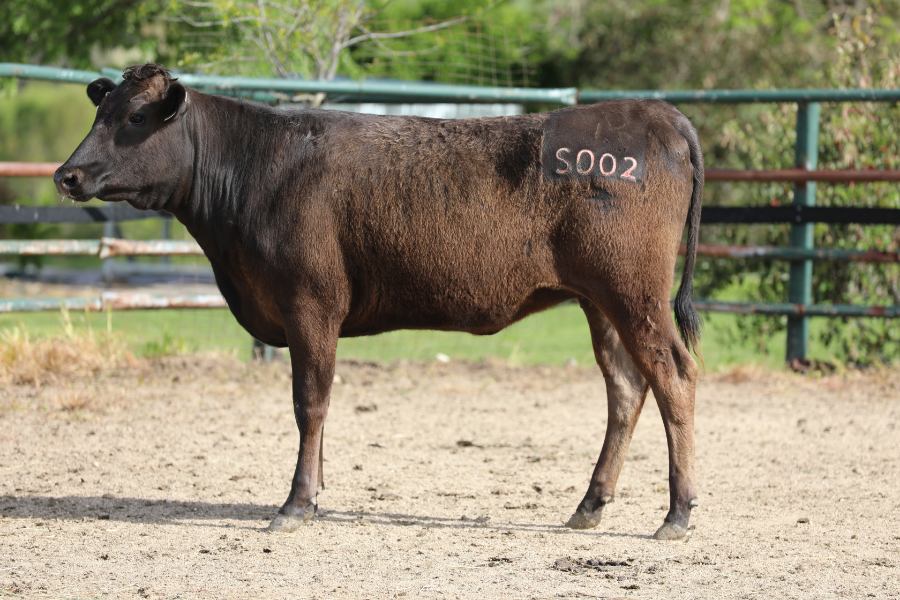 Lot 37 - LONGFORD S0002 (AI) | AuctionsPlus