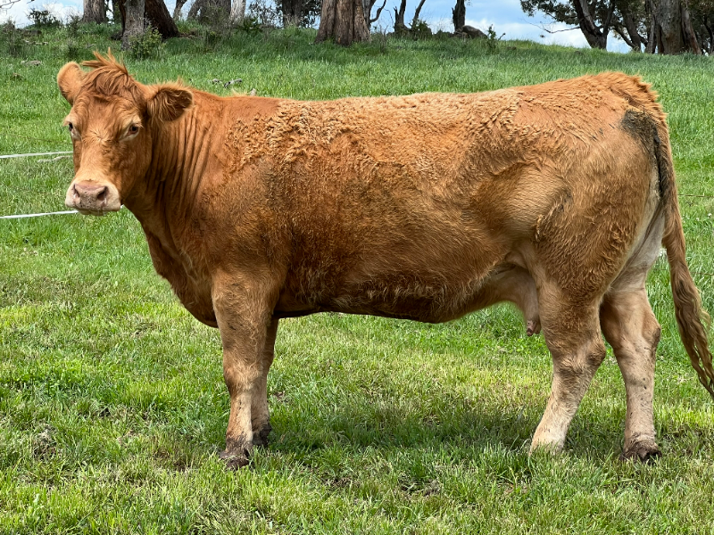 CLASSIC LIMOUSIN & HUNTLEY VIEW LIMOUSIN STUD COMBINED DISPERSAL SALE ...