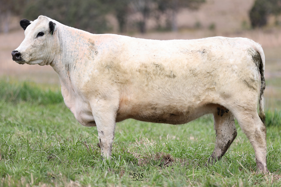 Lot 18 PEMBERTON 25D PRIMROSE P208 AuctionsPlus