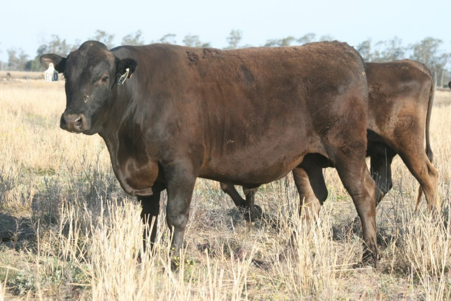 Lot 168 5 x Fullblood Wagyu Embryos ARUBIAL R0010 (AI) (ET) x SUMO