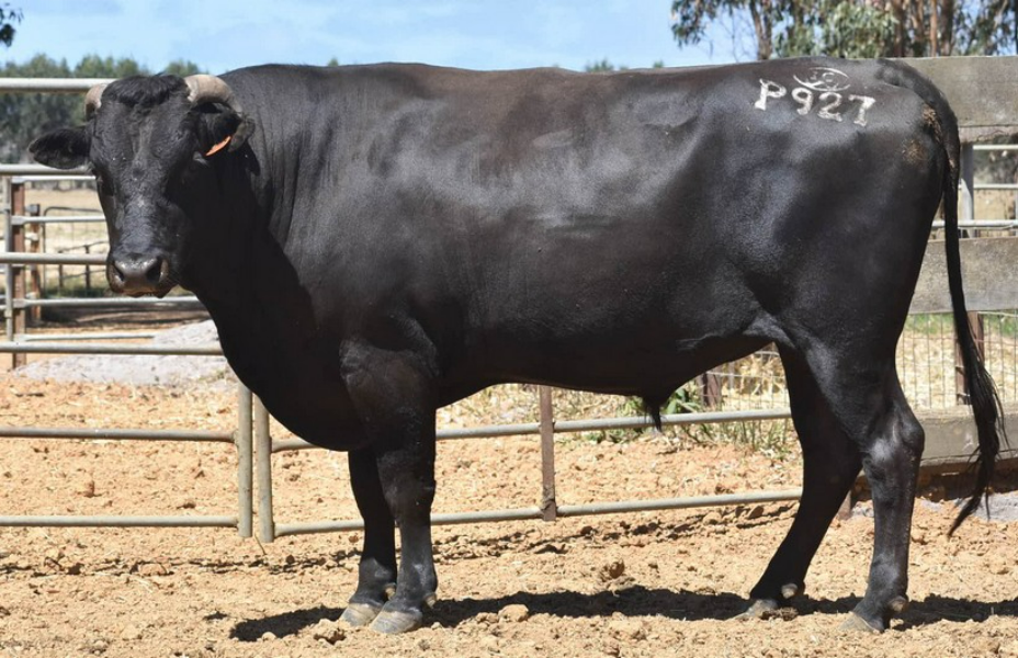 Lot 15 20 x Fullblood Wagyu Semen Straws IRONGATE SHIKIKAN P927 (AI