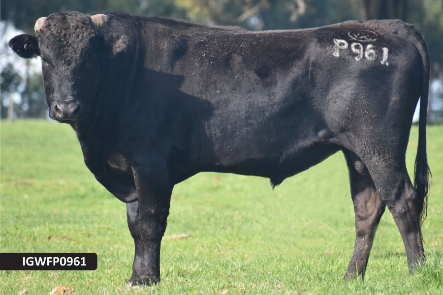 Lot 16 20 x Fullblood Wagyu Semen Straws IRONGATE MICHIFUKU P961