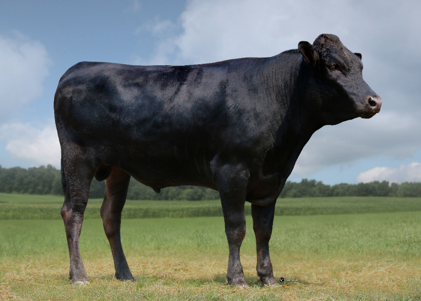 Lot 11 3 x Fullblood Wagyu Semen Straws WYNDFORD ITOGUNI 308H (AI
