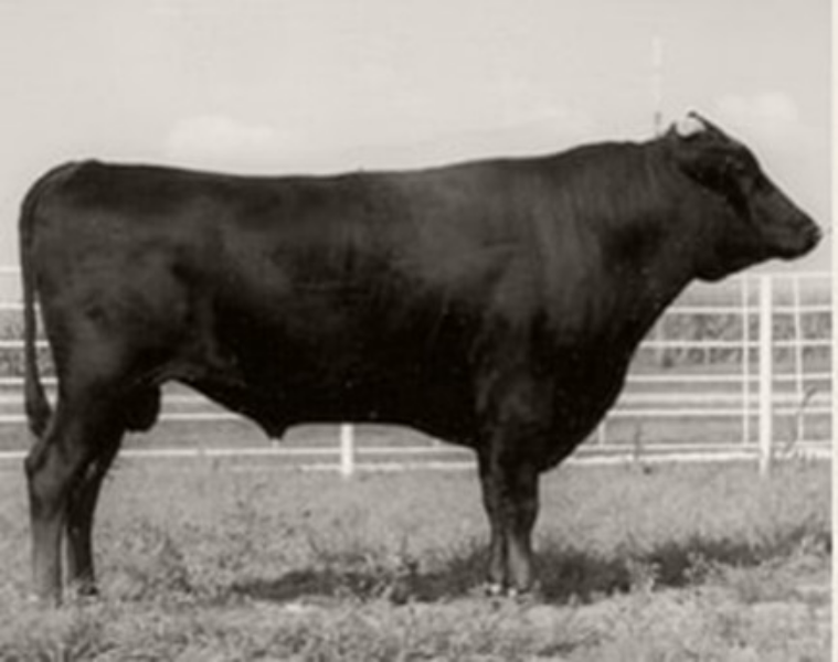 Lot 30 6 x Fullblood Wagyu Semen Straws ITOSHIGENAMI (IMP USA