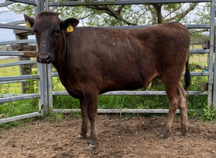 Lot 135 1 x Fullblood PTIC Wagyu Cow VALLEY WAGYU S8 AuctionsPlus