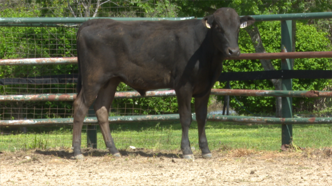 Longford Rodeo Lot 31 - LONGFORD S0549 (AI) | AuctionsPlus