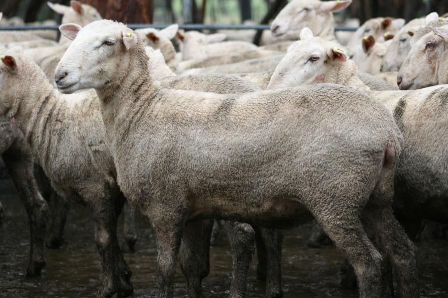 Pen 623A - 216 Border Leicester/Merino Ewe | AuctionsPlus