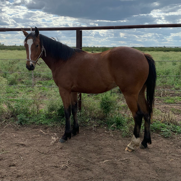 Lot 14 - ISOS JET | AuctionsPlus