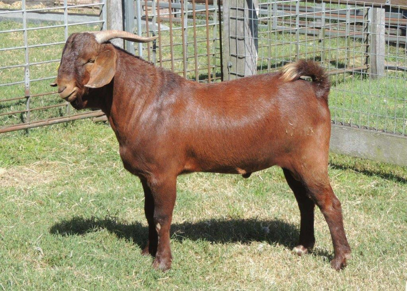 CHARLEVILLE INVITATIONAL GOAT SALE Auction 753 AuctionsPlus