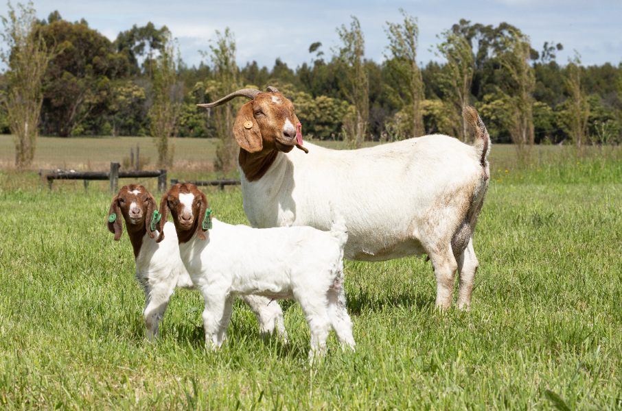 GCL ADVANTAGE BOER GOAT SALE Auction 720 AuctionsPlus
