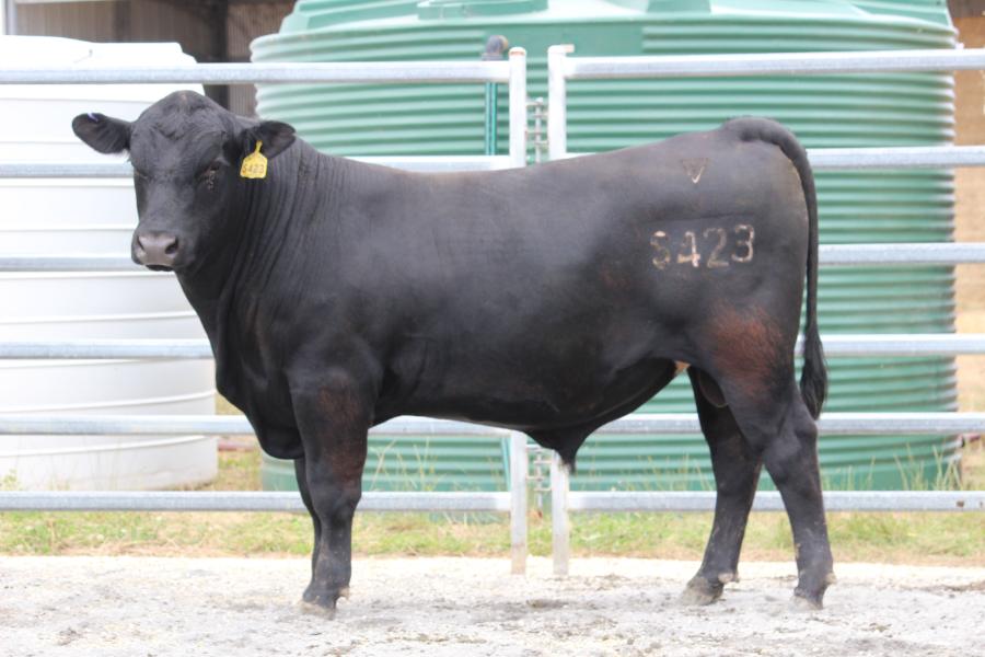 Lot 21 - VLY21S423 | AuctionsPlus