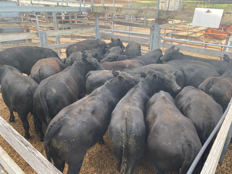 Pen 1-N - 21 Angus Weaner Steers 383.3kg (Total 8050kg) | AuctionsPlus