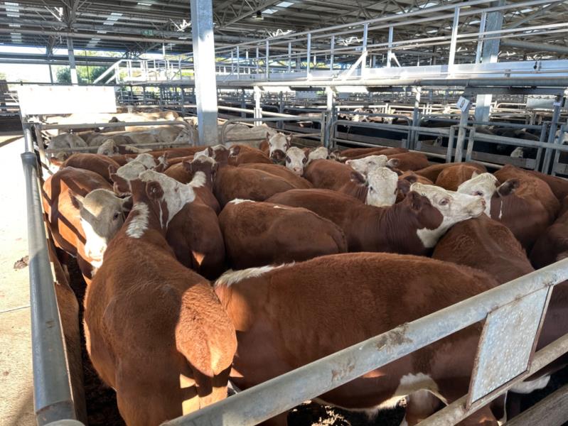 Pen 9 28 HEREFORD STEERS, 375.89kg avg (Total weight 10525.00 kg