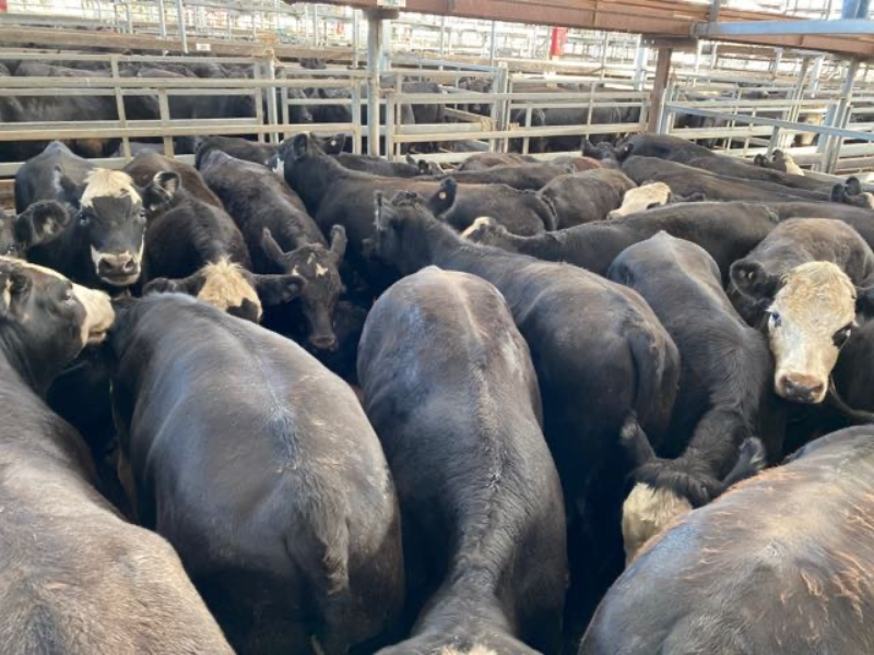 Pen 42-N - 40 Black Baldy Weaner Steers 363.0kg (Total 14520kg ...