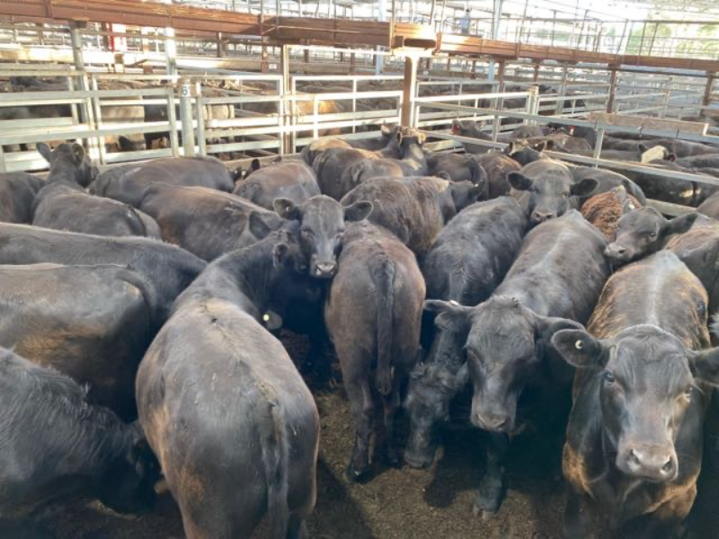 Pen 61-N - 25 Angus Weaner Steers 321.4kg (Total 8035kg) | AuctionsPlus