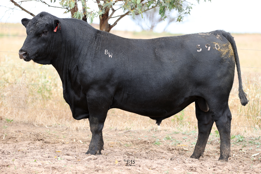 lot-6-bull-oak-well-beastmode-s90-auctionsplus