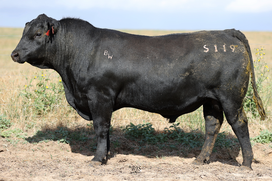 lot-26-bull-oak-well-momentous-s119-auctionsplus