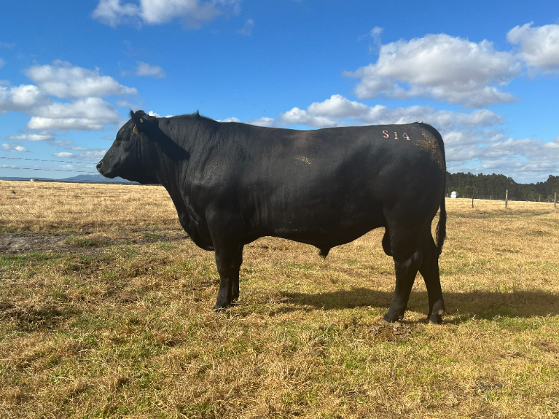 Lot 45 - BALLAWINNA BARTEL S14 SV | AuctionsPlus