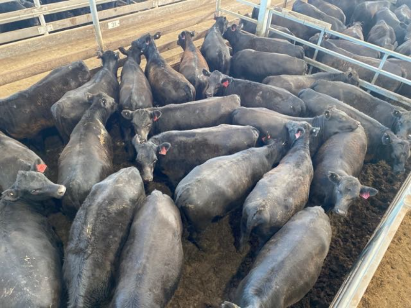 31-N - 24 Angus Weaner Heifers 319.4kg (Total 7665kg) | AuctionsPlus