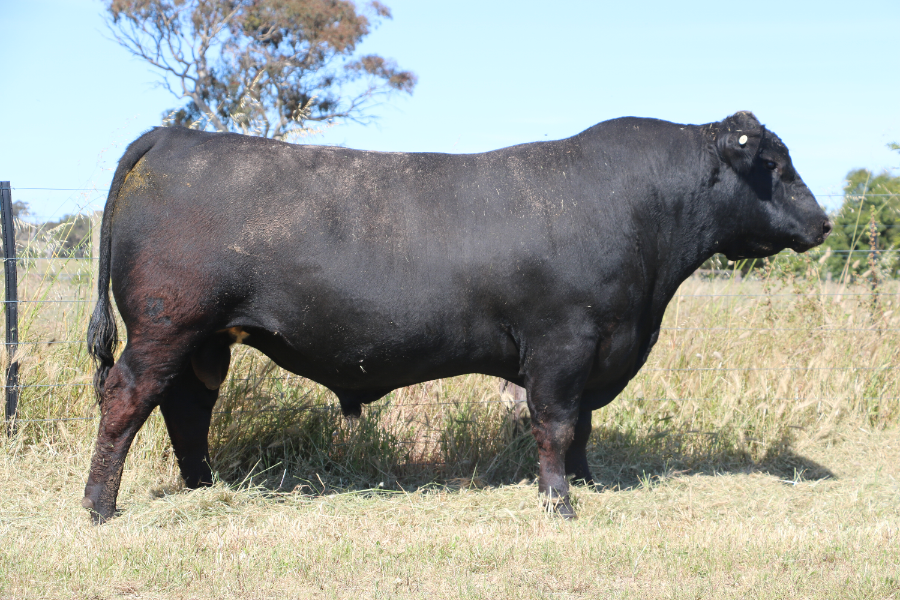 NAMPARA PASTORAL CO ON-PROPERTY ANGUS BULL SALE - Auction 530 ...