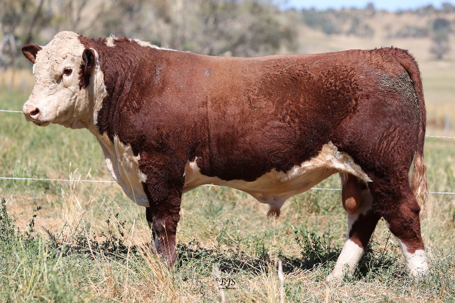 Lot 14 Wirruna Settler S137 Ai Pp Auctionsplus