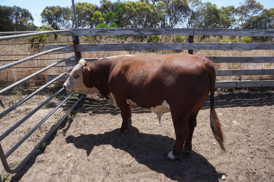 Lot 24 - BRA MA S160 | AuctionsPlus