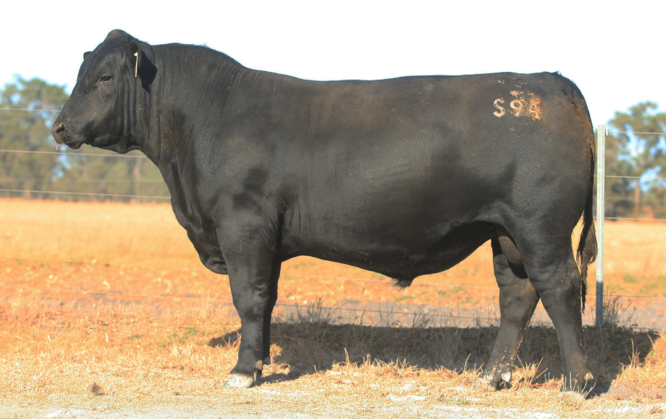 Lot 33 BLACK MARKET KAISER S094 AuctionsPlus