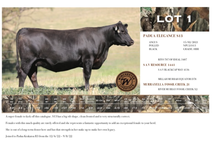 WINCHESTER LIVESTOCK PRODUCTION SALE VOL 1. GUEST VENDOR TATTYKEEL