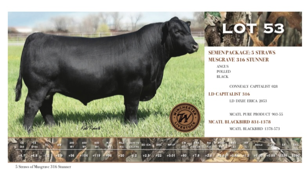 LOT 53 5 STRAWS MUSGRAVE 316 STUNNER AuctionsPlus