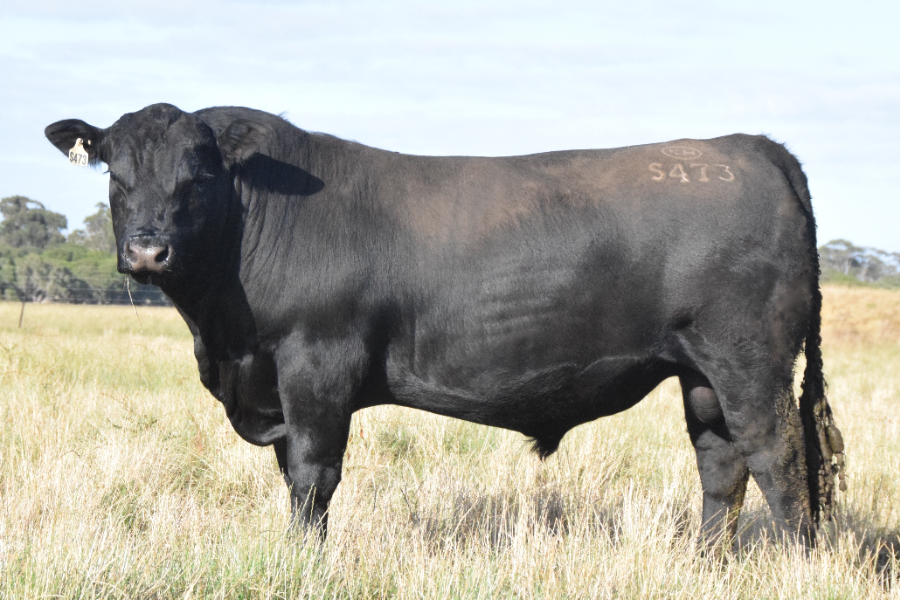 Lot 83 - KOOJAN HILLS SERGEANT S473 SV | AuctionsPlus