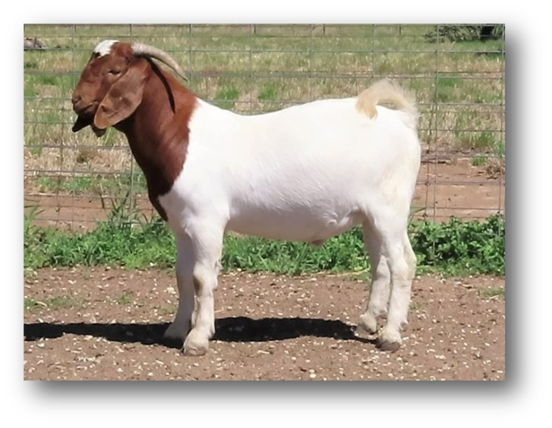 Lot 47 Cleveland 267 AuctionsPlus