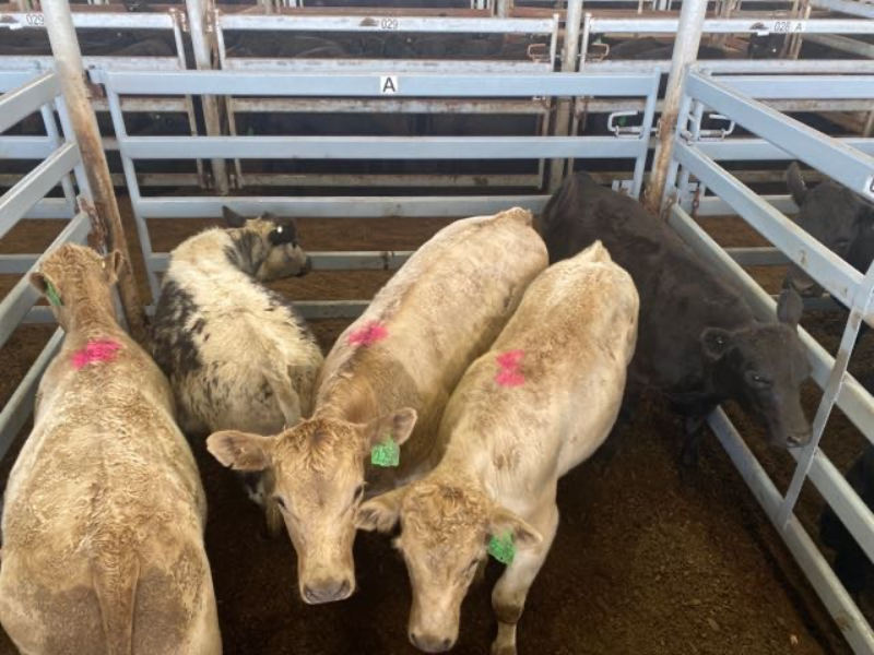 Pen 24AN 2 Speckle Park X Weaner Steers 282.5kg (Total 565kg