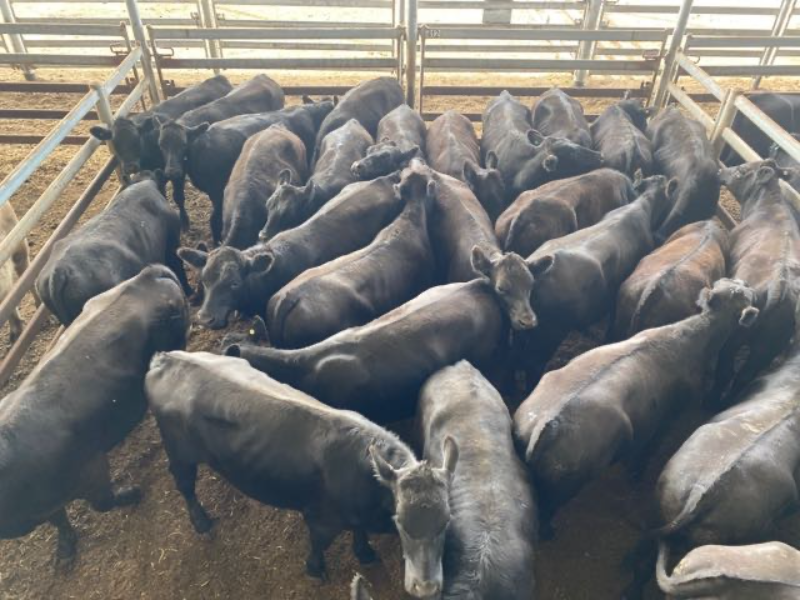 Pen 412-413-N - 59 Angus X Angus Grown Steers 436.9kg (Total 25780kg ...