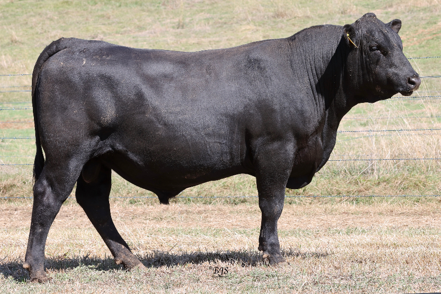 Lot 16 - KO INERTIA S127 | AuctionsPlus