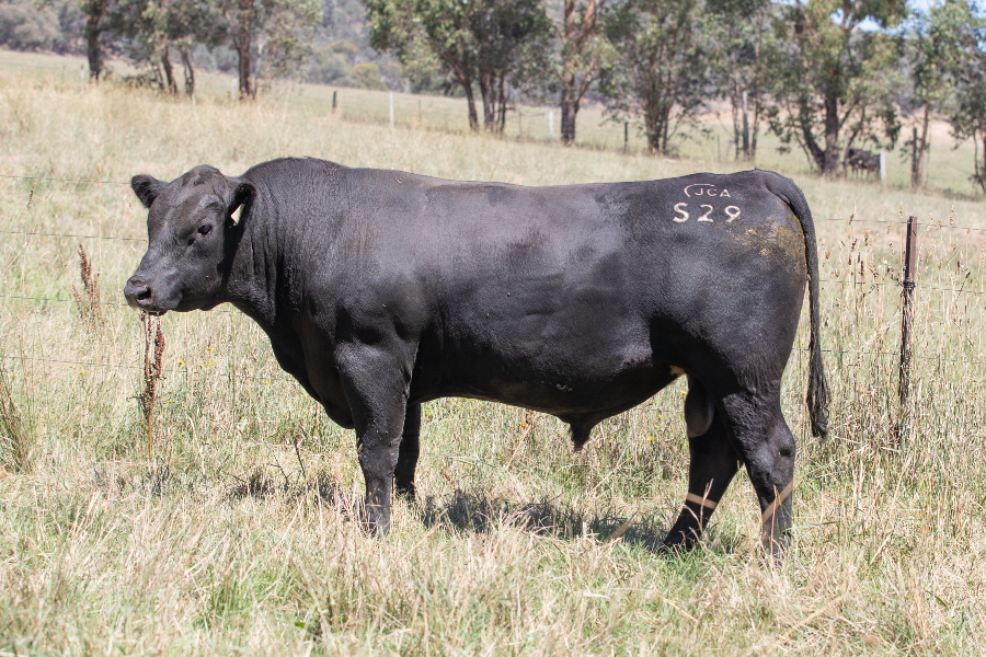 Lot 6 - STELLAR MOMENTOUS GENERATION S29 | AuctionsPlus