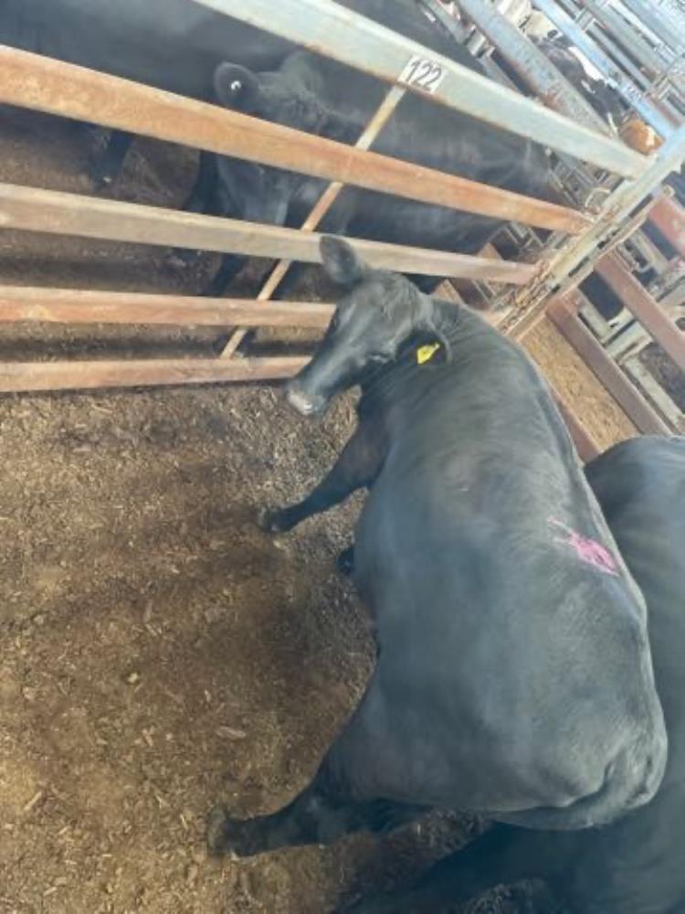 Pen 122-L - 1 Angus X Grown Heifers 390kg (Total weight: 390kg ...