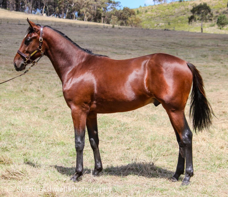 2023 SYDNEY STANDARDBRED YEARLING SALE Auction 620 AuctionsPlus