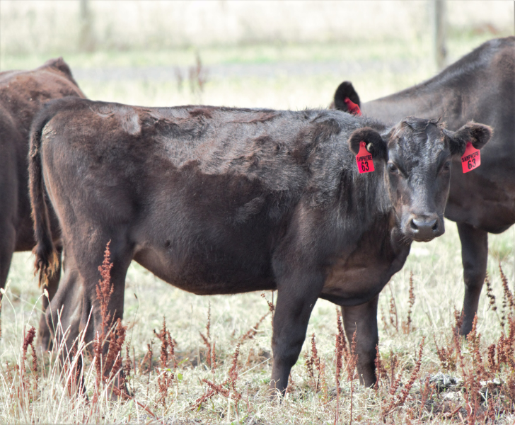 Lot 55 - 1 x Unjoined Fullblood Wagyu Heifer - SAMPHIRE HOSHI T063 (AI ...