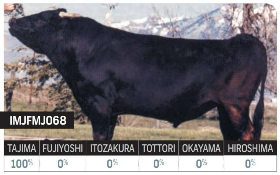 Lot 96 4 x Fullblood Wagyu Embryos FUKUTSURU J068 (IMP JAP) x