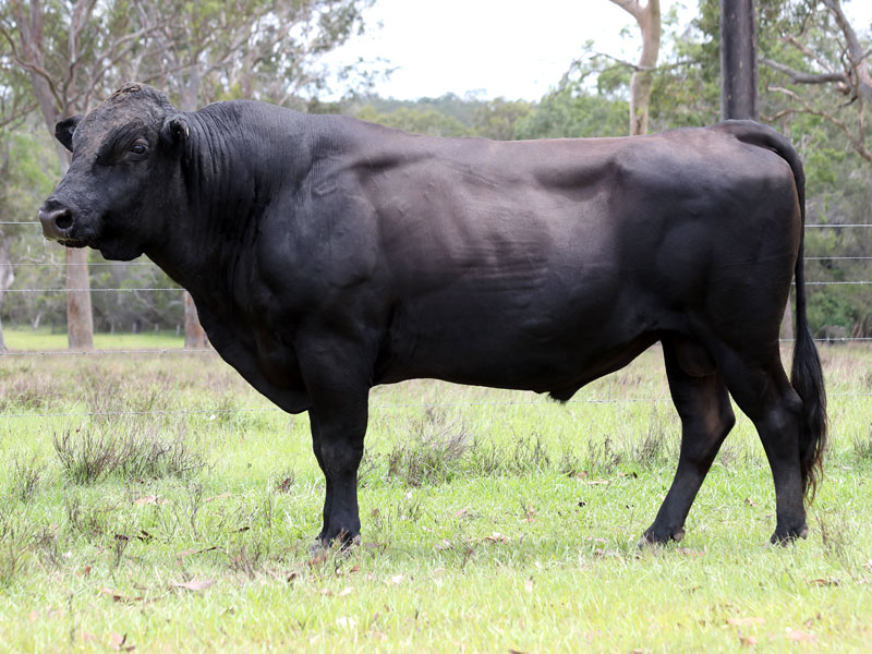 Lot 179 9 x Fullblood Wagyu Semen Straws SUMO CATTLE CO SHIKIKAN