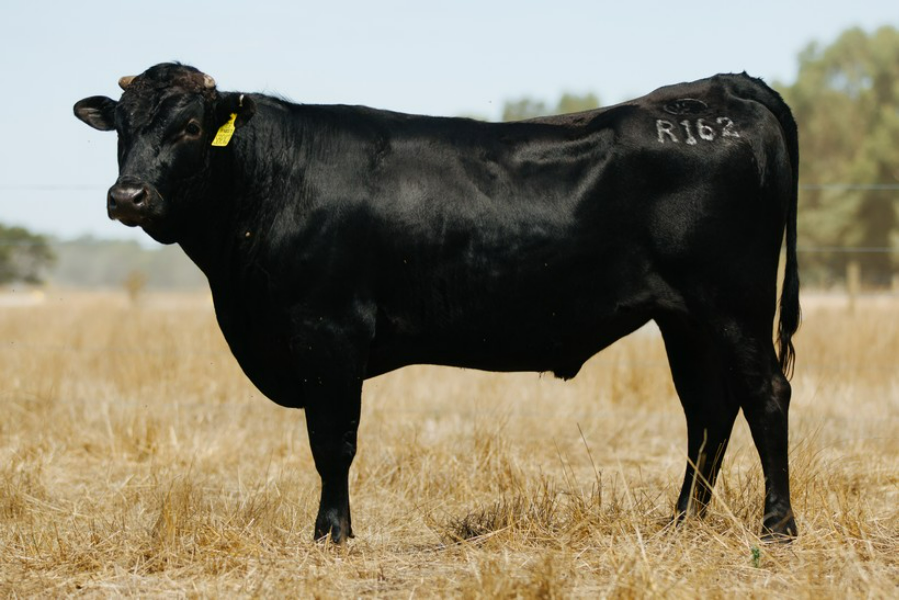 Lot 208 20 x Fullblood Wagyu Semen Straws IRONGATE MAYITOSHIGEYAMA