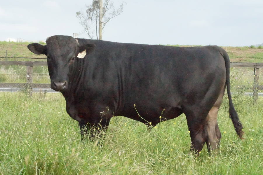 Lot 224 10 x Fullblood Wagyu Semen Straws HV WAGYU MS012 SIDNEY 151