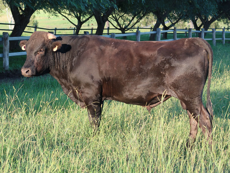 Lot 245 20 x Fullblood Wagyu Semen Straws OLIVE GROVE WAGYU R18 (ET