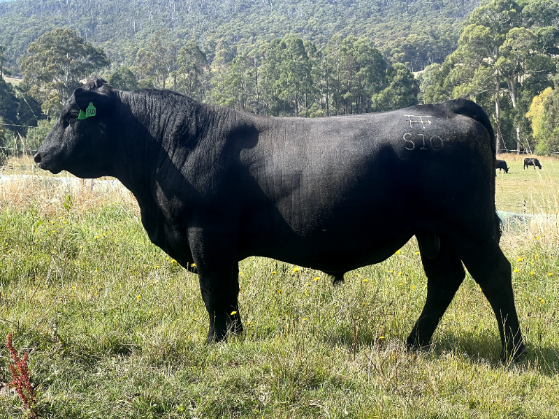 Lot 19 - TAMAROO STELLAR S10 | AuctionsPlus