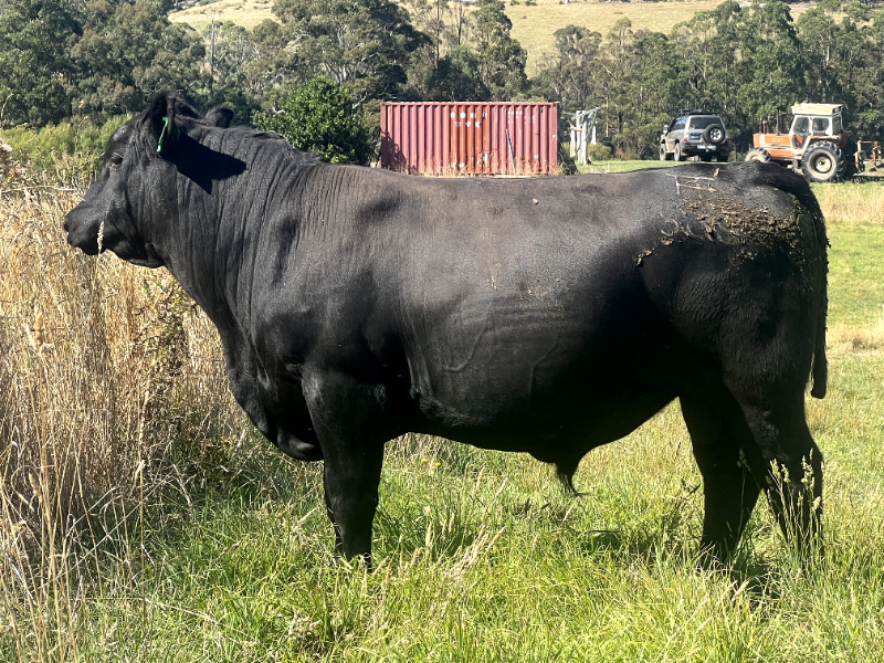 Lot 20 - TAMAROO S38 | AuctionsPlus